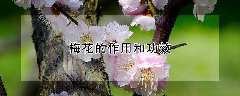 梅花的作用和功效（梅花的作用和功效禁忌）