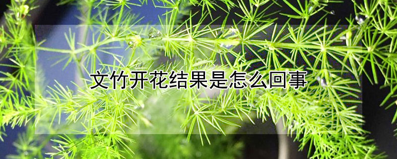 文竹开花结果是怎么回事 文竹开花是怎么回事啊