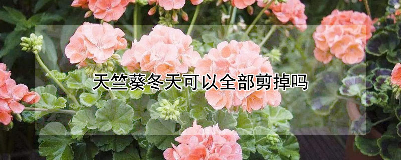天竺葵冬天可以全部剪掉吗 天竺葵冬天可以全部剪掉吗