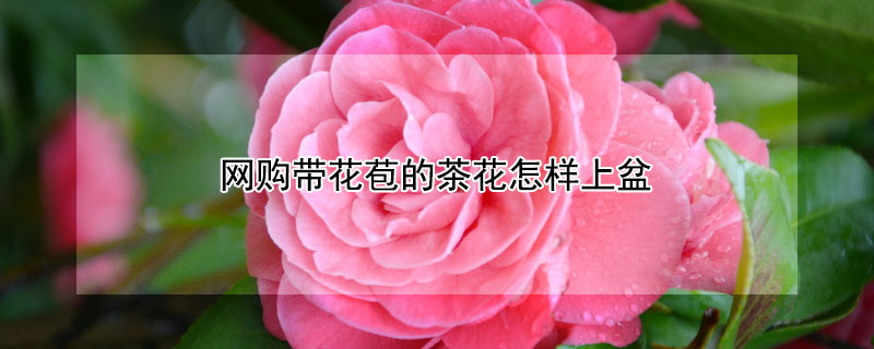 网购带花苞的茶花怎样上盆（刚买回来的茶花带苞怎样上盆）