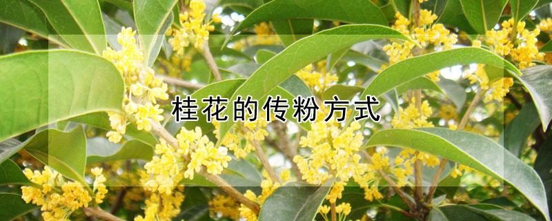 桂花的传粉方式（桂花怎么传播花粉）