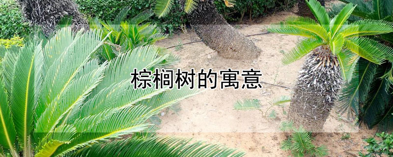 棕榈树的寓意（棕榈树的寓意及风水）