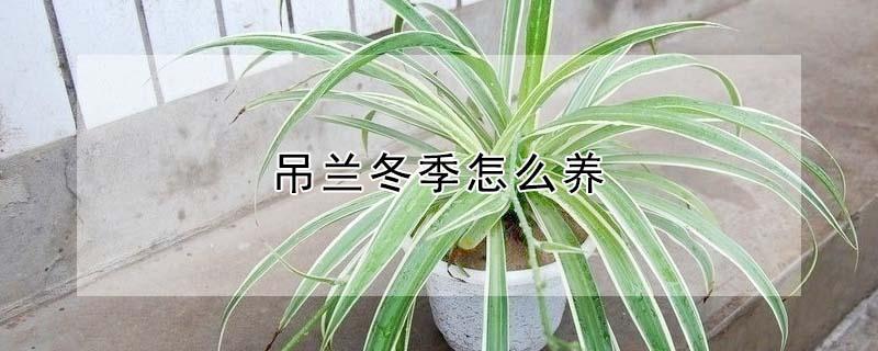 吊兰冬季怎么养（吊兰冬季怎么养殖方法）