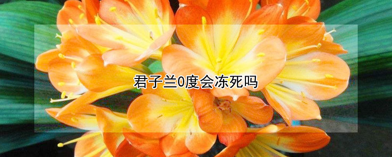 君子兰0度会冻死吗（君子兰怎么辨别公母）