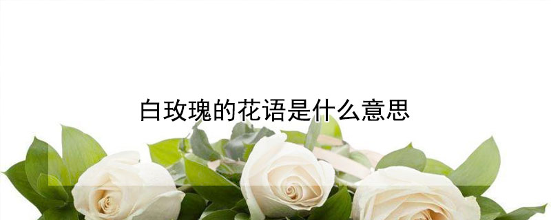 白玫瑰的花语是什么意思 粉玫瑰的花语是什么意思