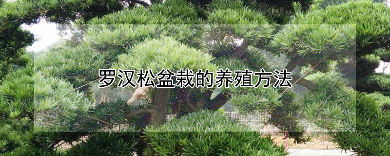 罗汉松盆栽的养殖方法（罗汉松盆栽的养殖方法和注意事项）