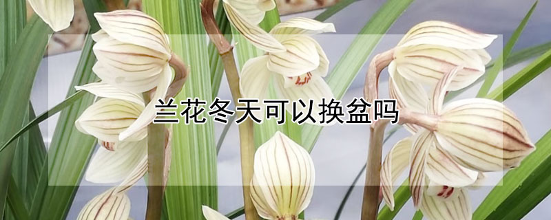 兰花冬天可以换盆吗 兰花冬天要移到室内吗