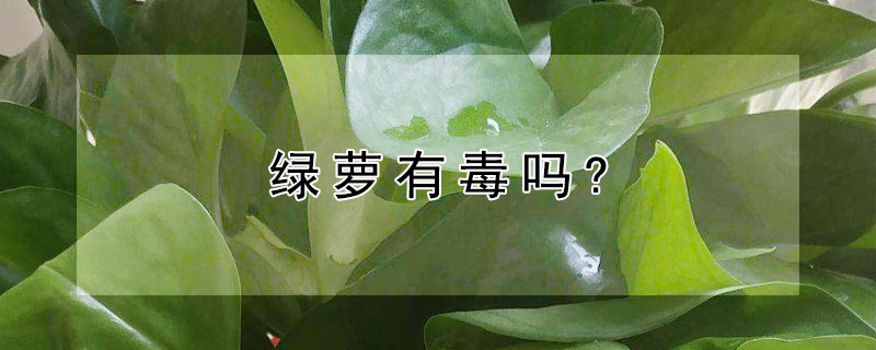 绿萝有毒吗?（绿萝有毒吗 能在室内养吗）