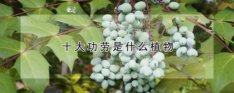 十大功劳是什么植物（十大功劳的功效与作用）