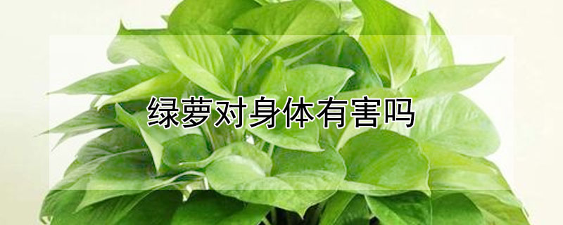 绿萝对身体有害吗（绿萝对身体有害吗?可不可以放卧室）