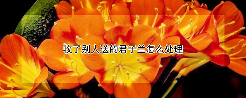 收了别人送的君子兰怎么处理（别人送君子兰什么意思）