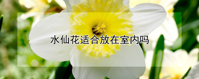 水仙花适合放在室内吗 水仙花适合放在室内吗冬天