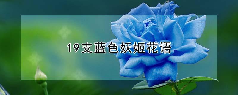 19支蓝色妖姬花语 蓝色妖姬花语19朵大概多少钱
