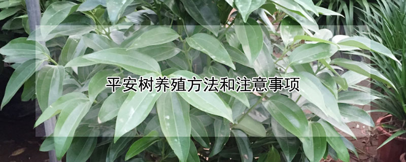 平安树养殖方法和注意事项（平安树放客厅大忌）