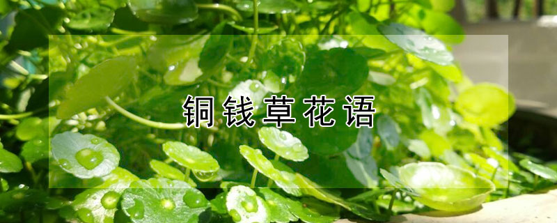铜钱草花语 铜钱草花语象征着什么