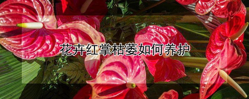 花卉红掌枯萎如何养护（红掌的花枯萎了怎么回事）
