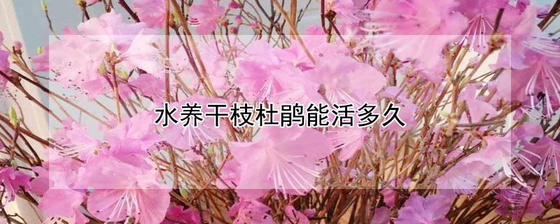 水养干枝杜鹃能活多久（干枯的杜鹃枝放到水里能开花吗）