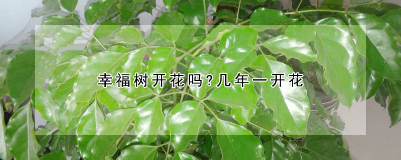 幸福树开花吗?几年一开花（幸福树开花吗?几年一开花好看吗）