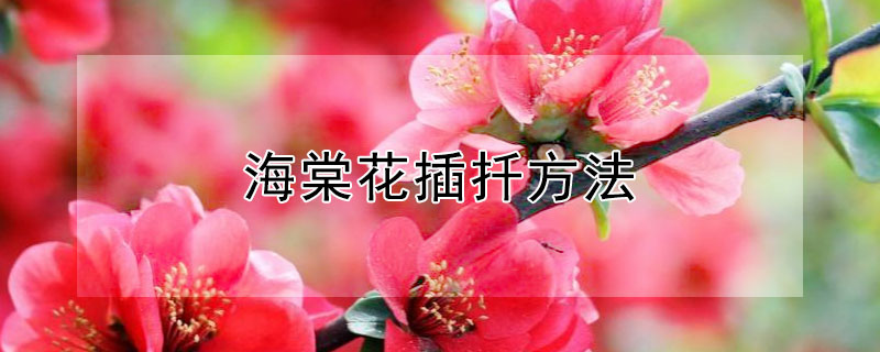 海棠花插扦方法（海棠花插扦方法介绍）