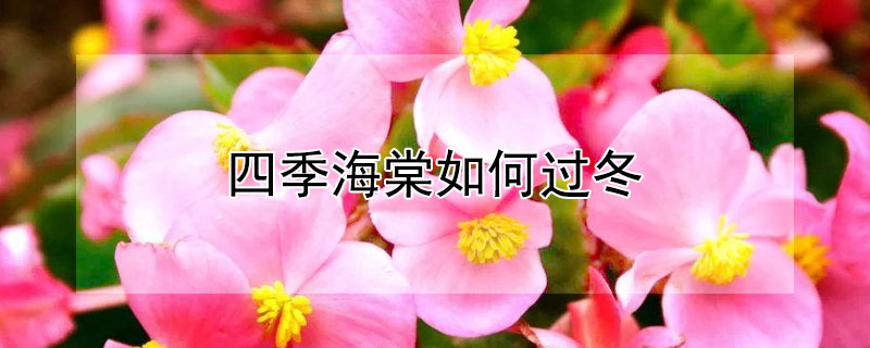 四季海棠如何过冬 四季海棠如何过冬的
