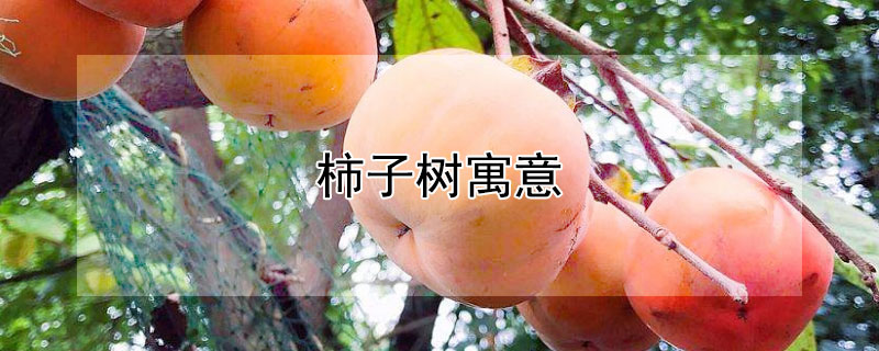 柿子树寓意 家门口右边柿子树寓意