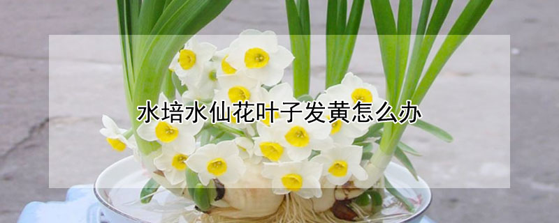 水培水仙花叶子发黄怎么办（水培水仙花叶子发黄怎么办呢）