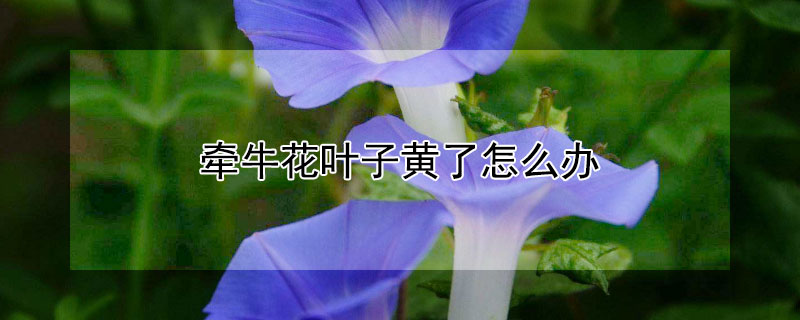 牵牛花叶子黄了怎么办（牵牛花的叶子黄了怎么办）