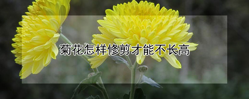 菊花怎样修剪才能不长高（菊花苗如何修剪）