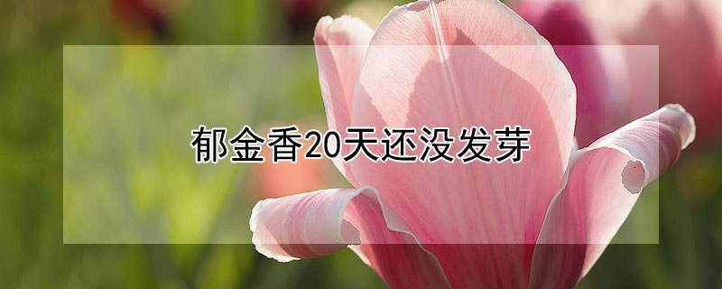 郁金香20天还没发芽 郁金香种球不挖第二年能开吗