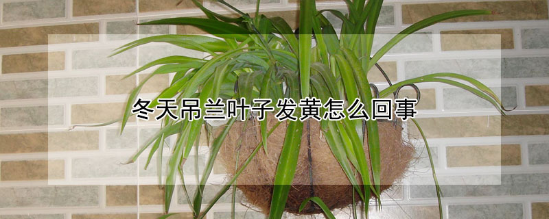 冬天吊兰叶子发黄怎么回事 冬天吊兰叶尖干枯什么原因