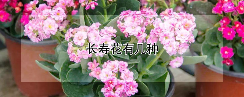 长寿花有几种（风尾长寿花有几种）