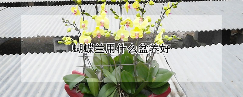 蝴蝶兰用什么盆养好 蝴蝶兰用什么盆养好看图片