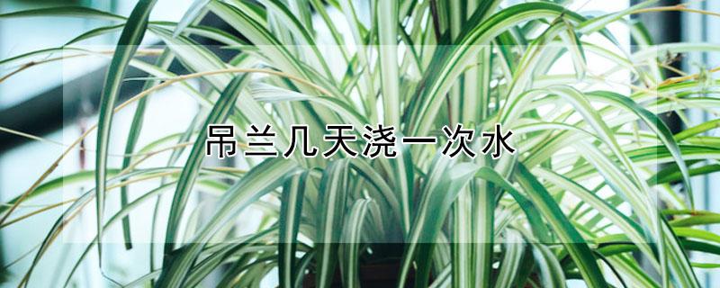 吊兰几天浇一次水 吊兰几天浇一次水夏天