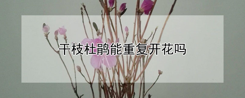 干枝杜鹃能重复开花吗 干枝杜鹃能重复开花吗图片