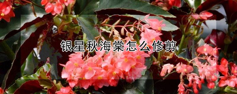 银星秋海棠怎么修剪 银星秋海棠花期