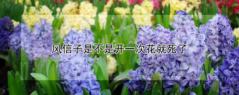 风信子是不是开一次花就死了（风信子是不是开一次花就死了）