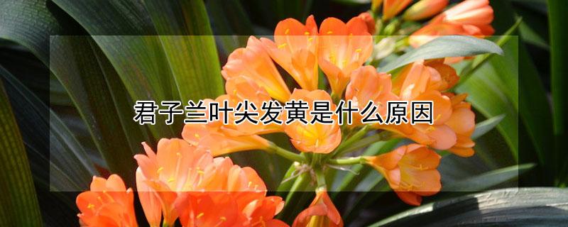 君子兰叶尖发黄是什么原因（君子兰叶尖发黄是什么原因造成的怎么治疗）