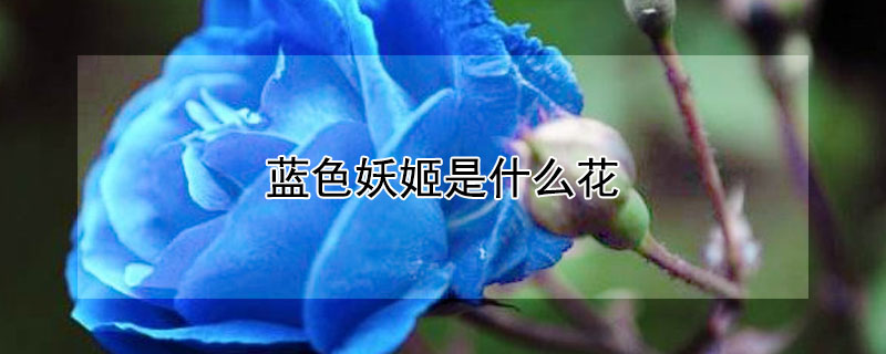 蓝色妖姬是什么花（蓝色妖姬是什么花染的）