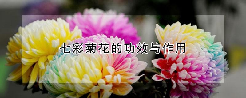 七彩菊花的功效与作用（西藏七彩菊花的功效与作用）