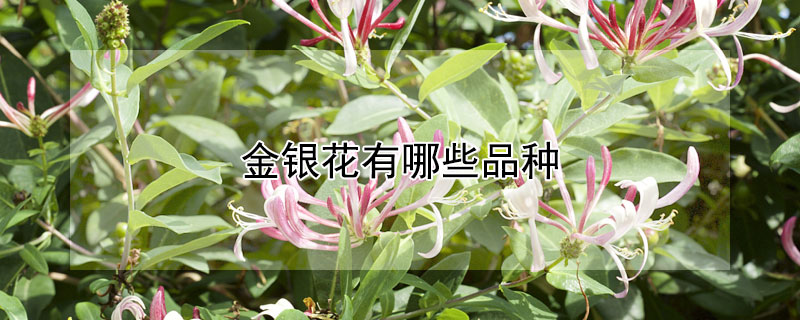 金银花有哪些品种（金银花有哪些品种?产量高?）