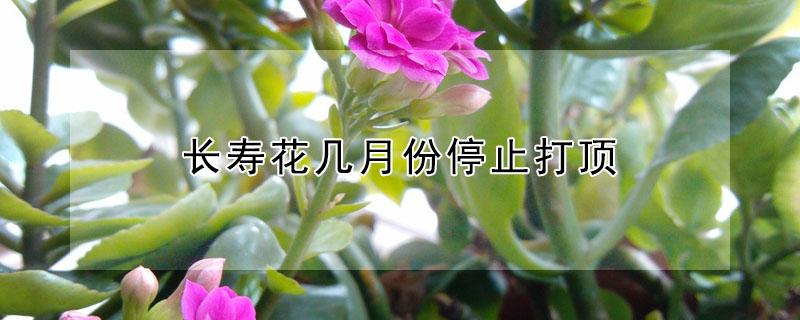 长寿花几月份停止打顶（长寿花几月份控光促花苞）