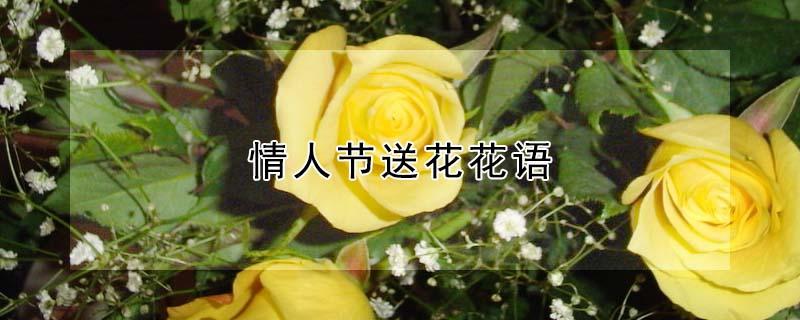 情人节送花花语 情人节送花花语是什么