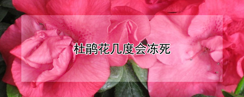 杜鹃花几度会冻死 杜鹃花多少度会冻死
