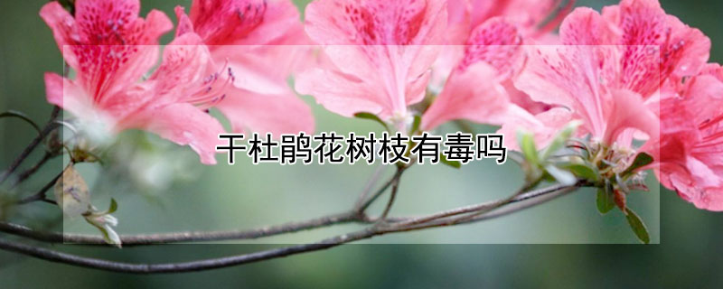 干杜鹃花树枝有毒吗（干杜鹃花树枝怎么养）