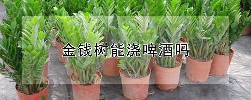 金钱树能浇啤酒吗 金钱树能浇啤酒吗视频
