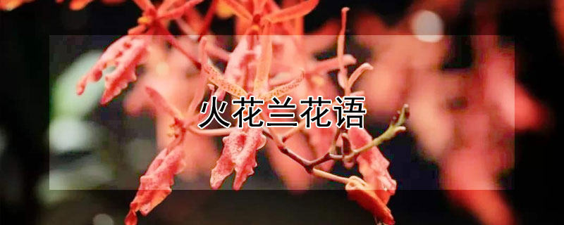 火花兰花语 火花兰花语是什么