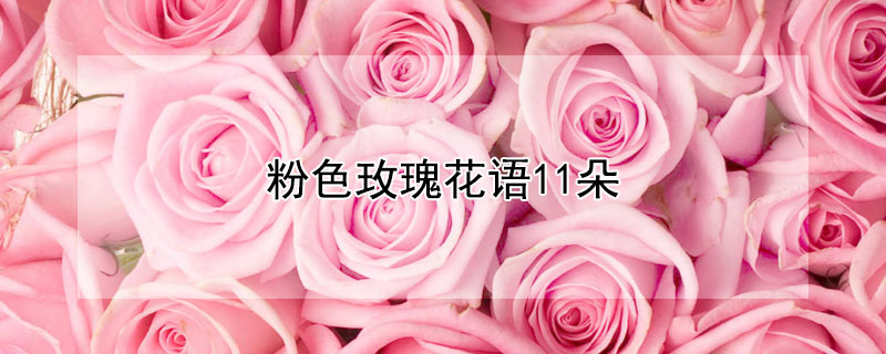 粉色玫瑰花语11朵 粉色玫瑰花语11朵代表什么