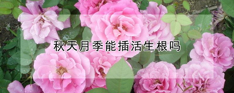 秋天月季能插活生根吗（月季花秋天可以插活吗）