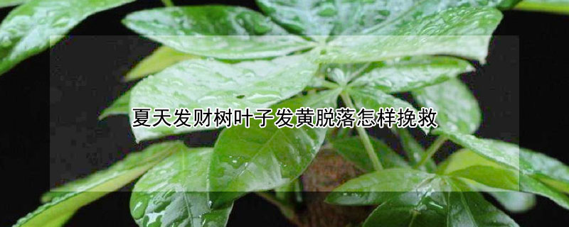 夏天发财树叶子发黄脱落怎样挽救 夏天发财树叶子发黄怎么办?