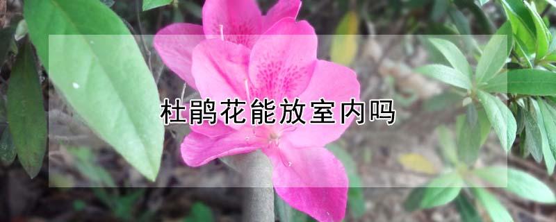 杜鹃花能放室内吗 杜鹃花能放室内吗有毒吗